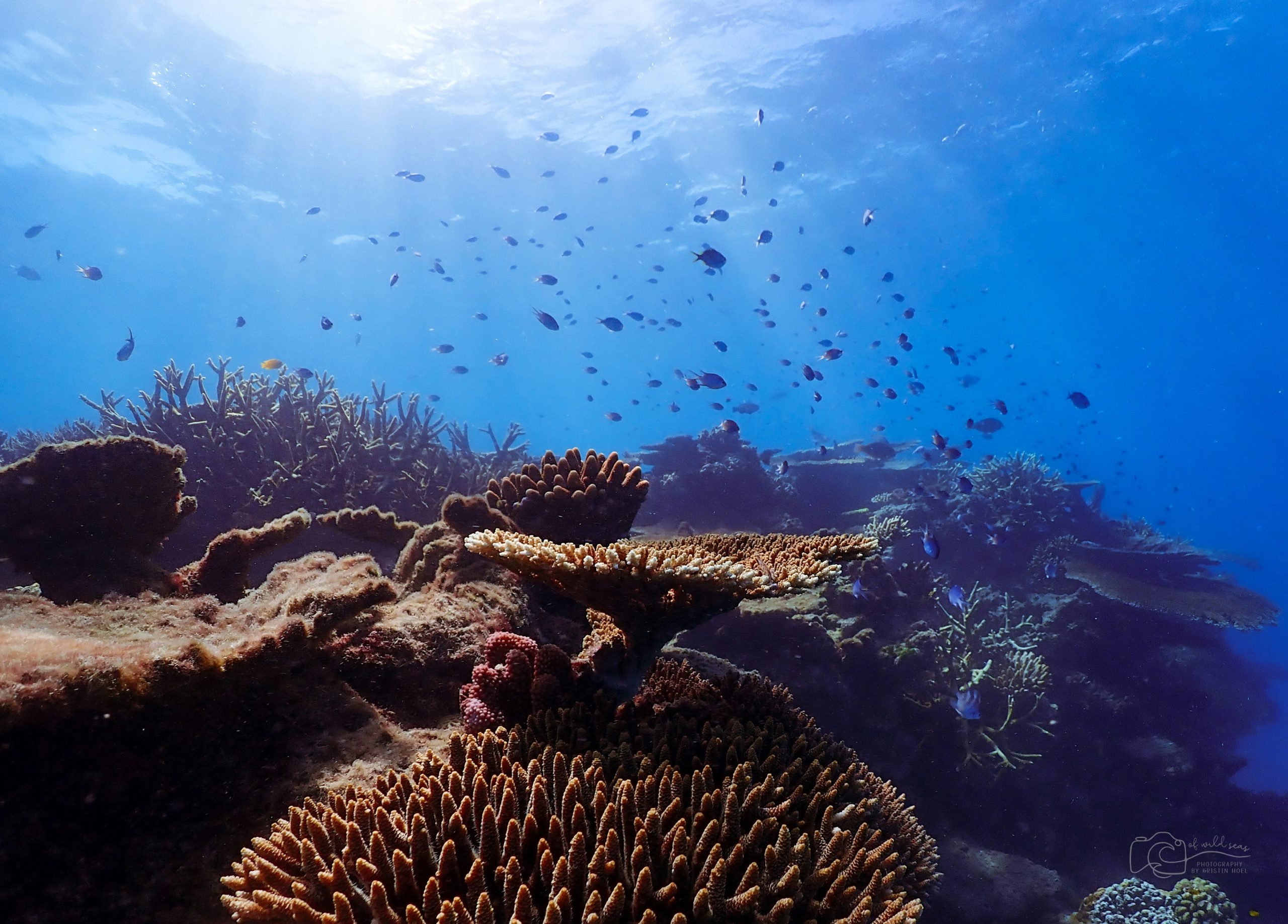 Gran barrera de coral lugar famoso de Australia