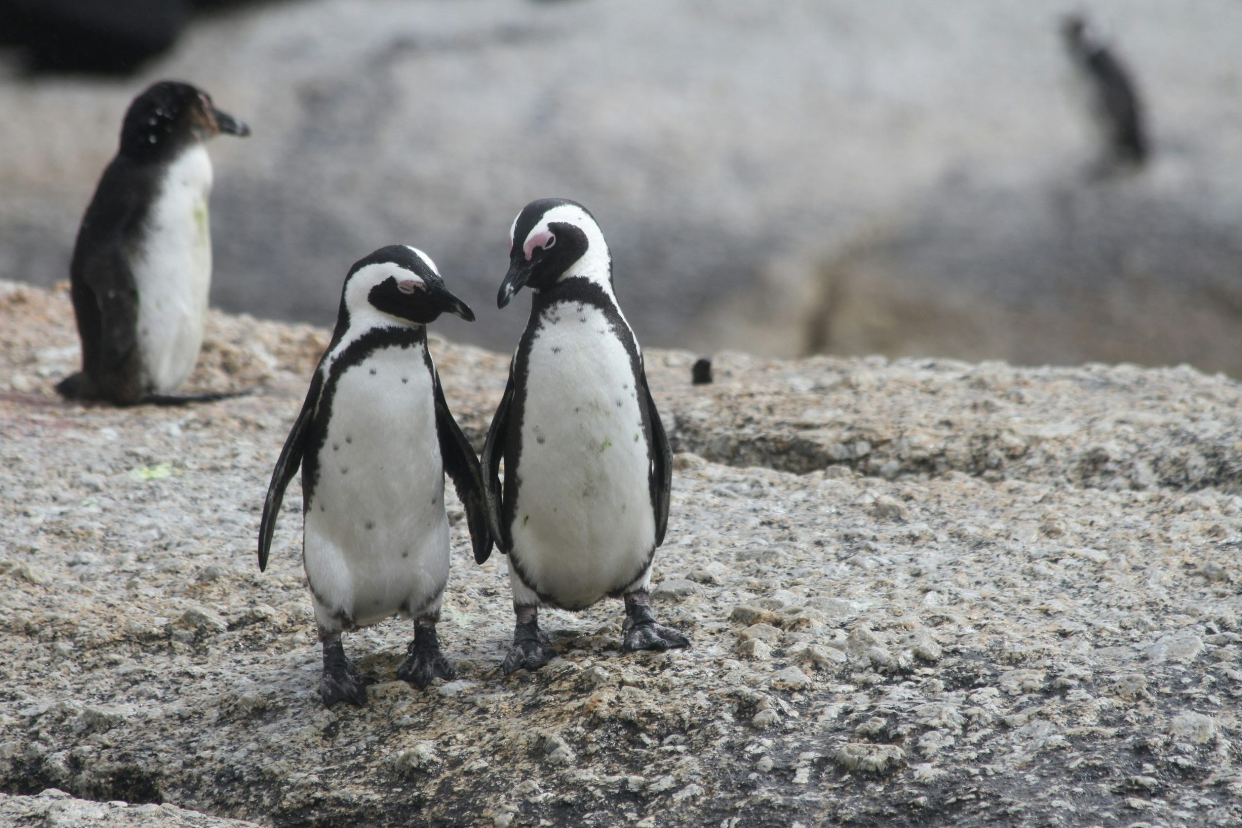 Boulders Beach, una playa famosa por su colonia de pingüinos africanos en Sudáfrica