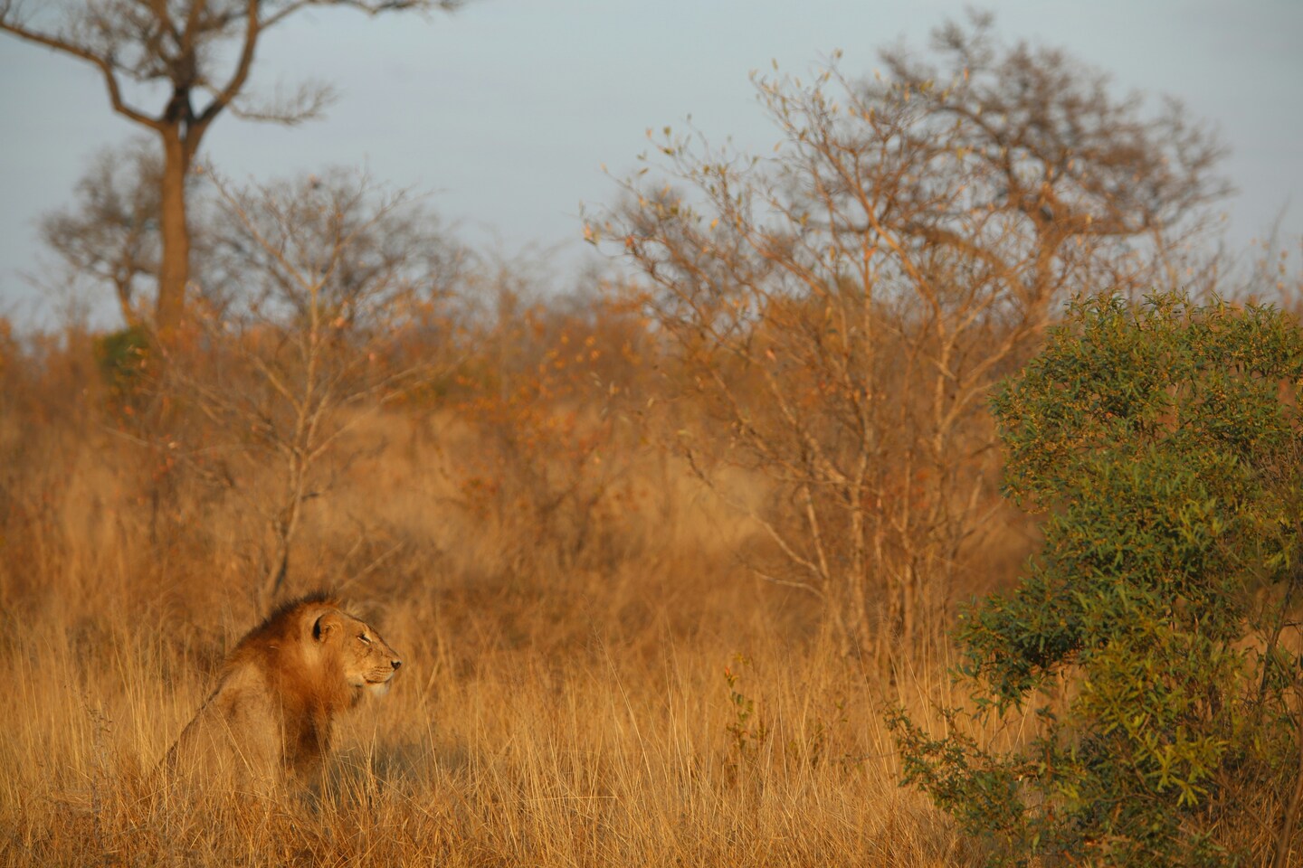 Safari en parque Kruger de Sudáfrica
