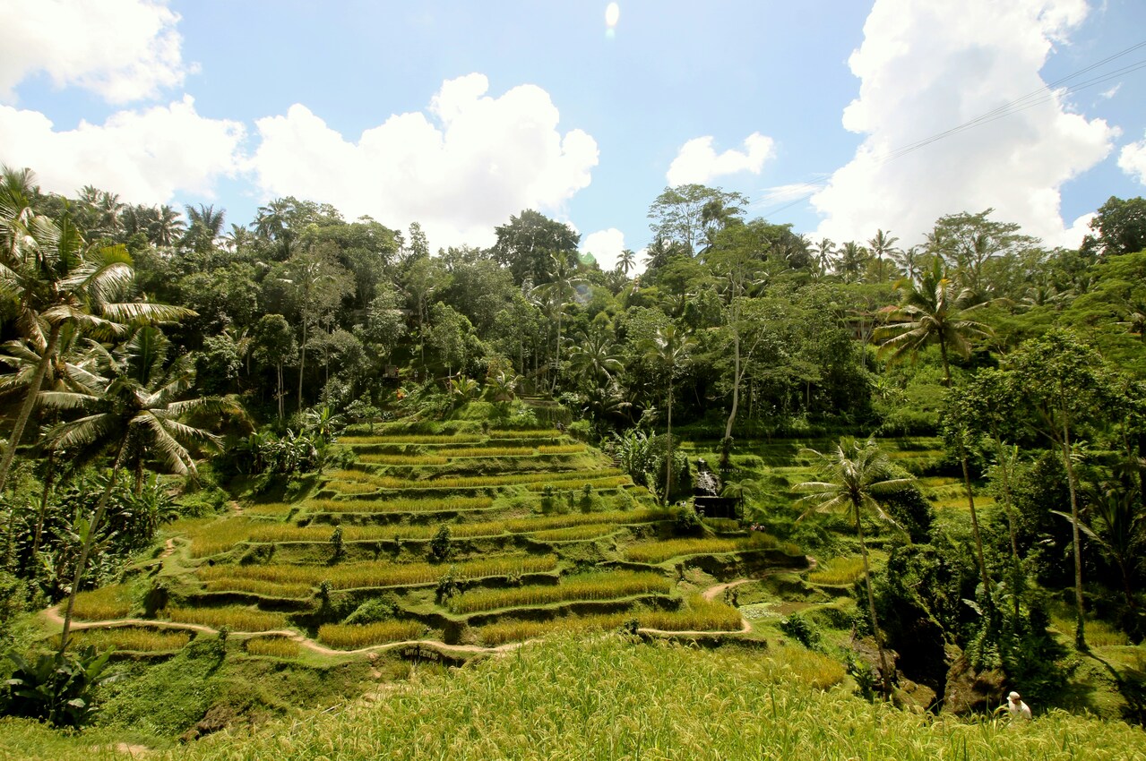 Arrozales de Tegallalang de Bali en Indonesia